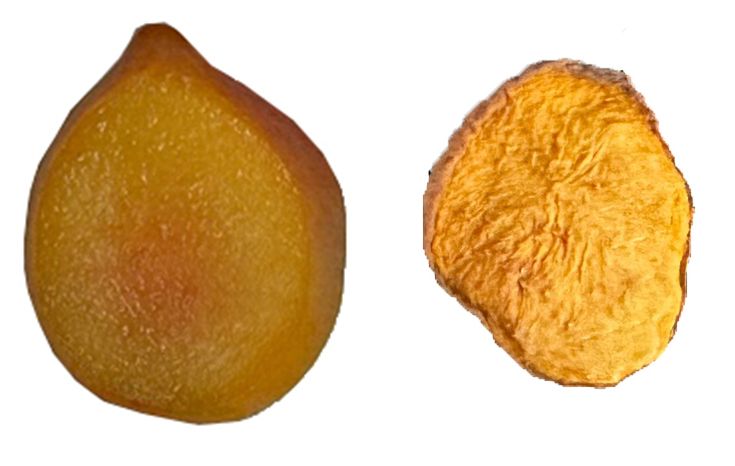 Differences in appearance and texture of fresh sliced (left) and dehydrated slice (right) ‘UFOne’ peach.