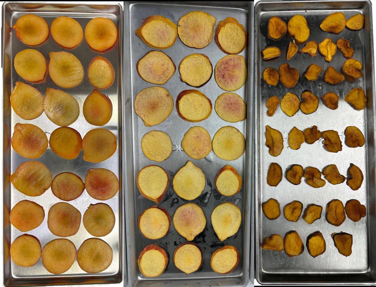 Comparison of visual differences between fresh (left), freeze-dried (middle) and dehydrated (right) ‘UFOne’ peach slices.