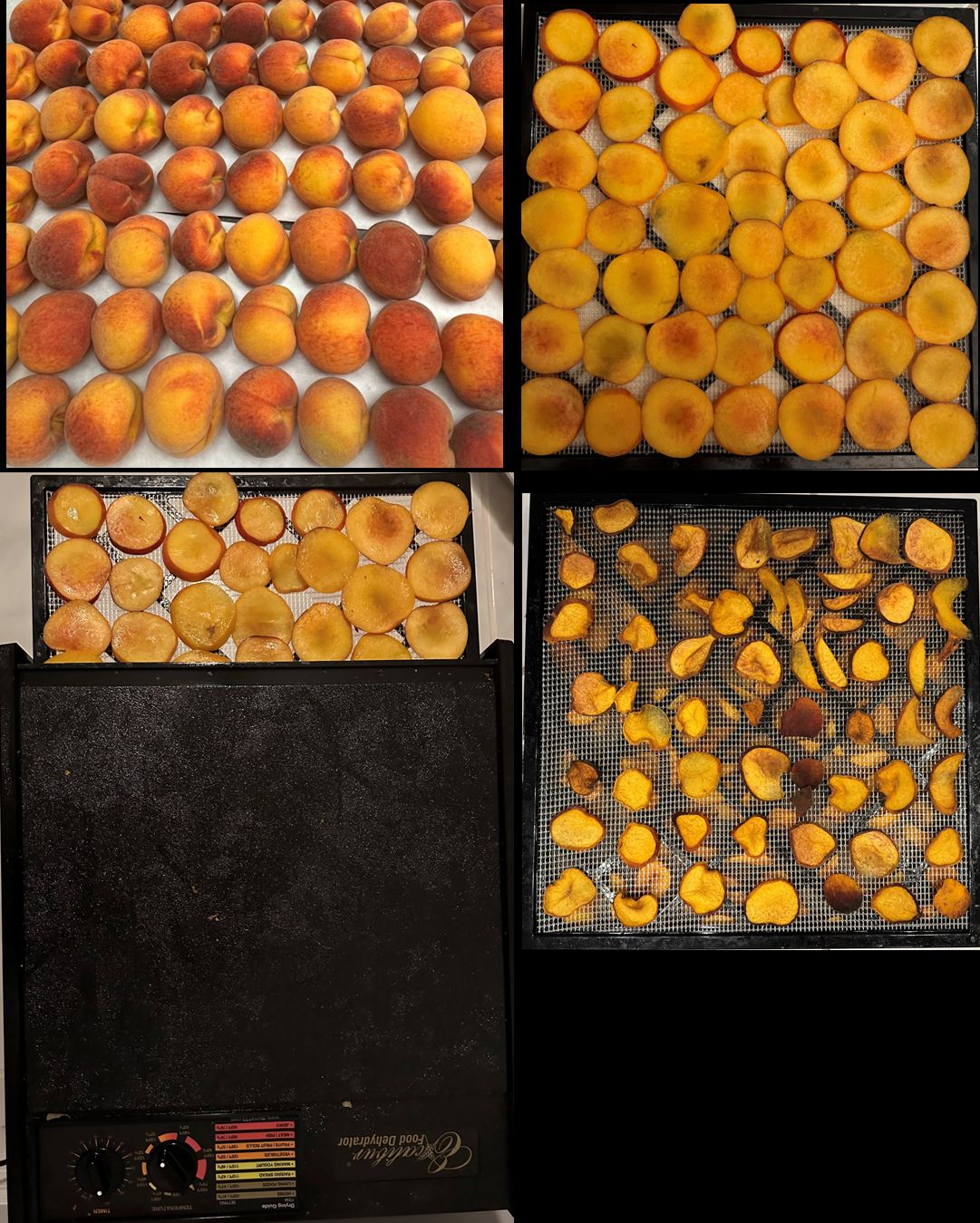 The steps and process of dehydrating ‘UFOne’ peach. (Top left) Fresh fruit, (top right) fresh peach slices, (bottom left) fresh peach slices in dehydrator, and (bottom right) dehydrated peach slices.