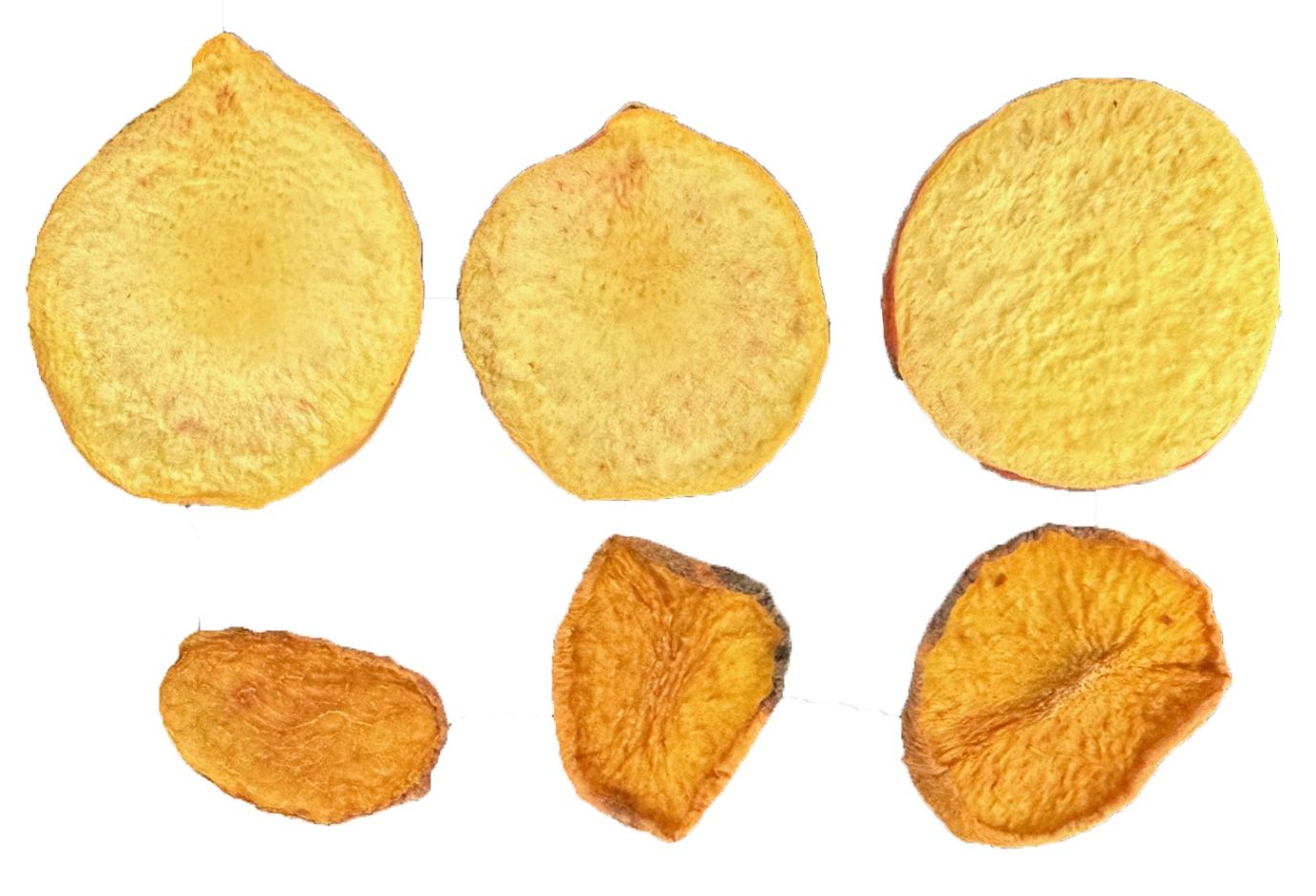 Differences in shape and shrinkage between freeze-dried (top) and dehydrated (bottom) ‘UFOne’ peach slices.