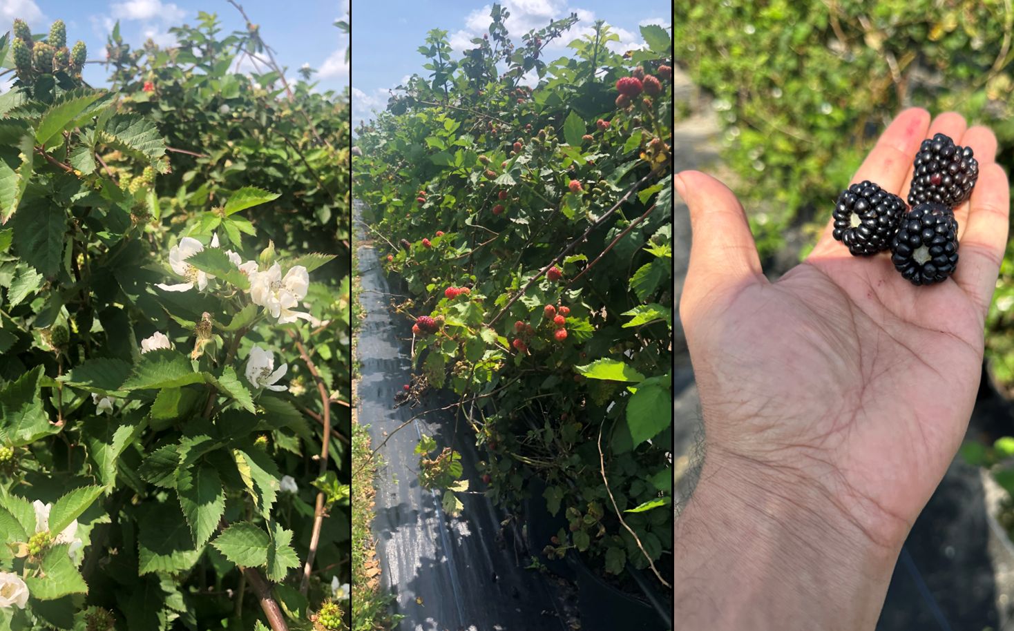 Blackberry. An overview of blackberry flowering, fruiting, and harvest maturity (left to right).