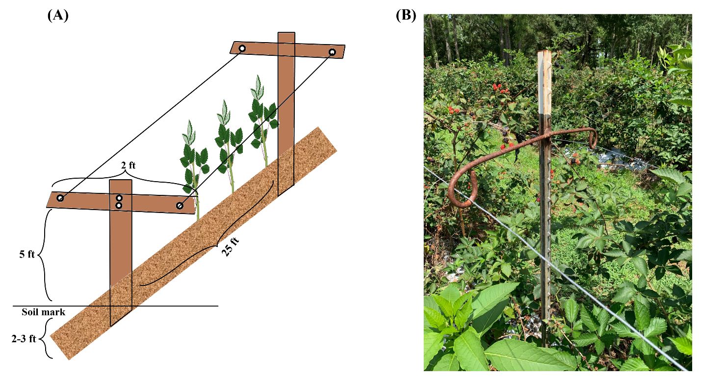T-trellis system. (A) The installation structure of the T-trellis system. (B) Demonstration of a T-trellis system in the field.