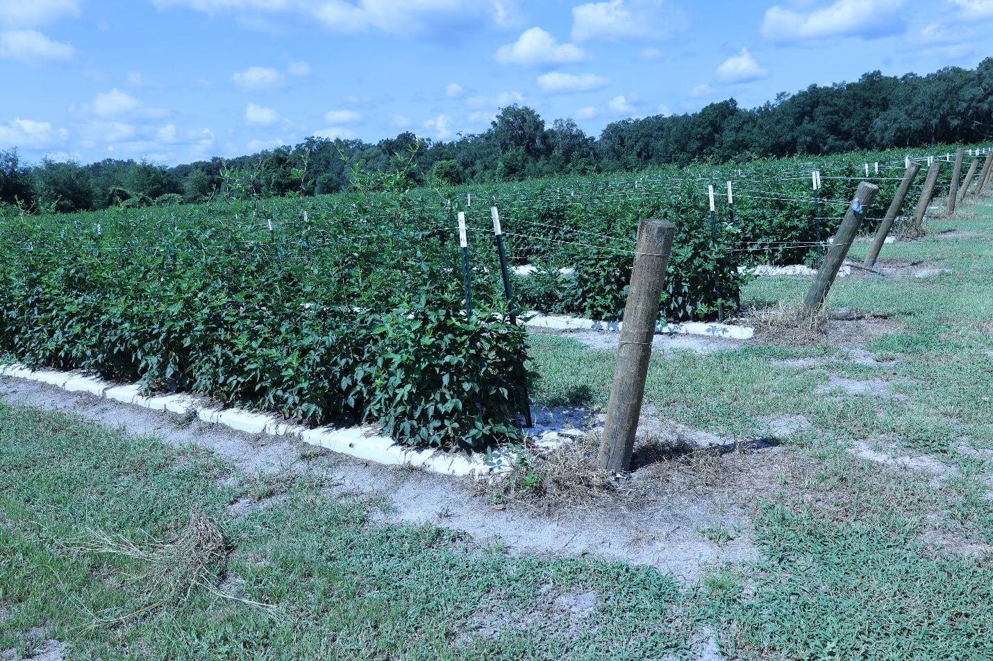 The parallel trellis system. Demonstration of a parallel trellis system in the field.