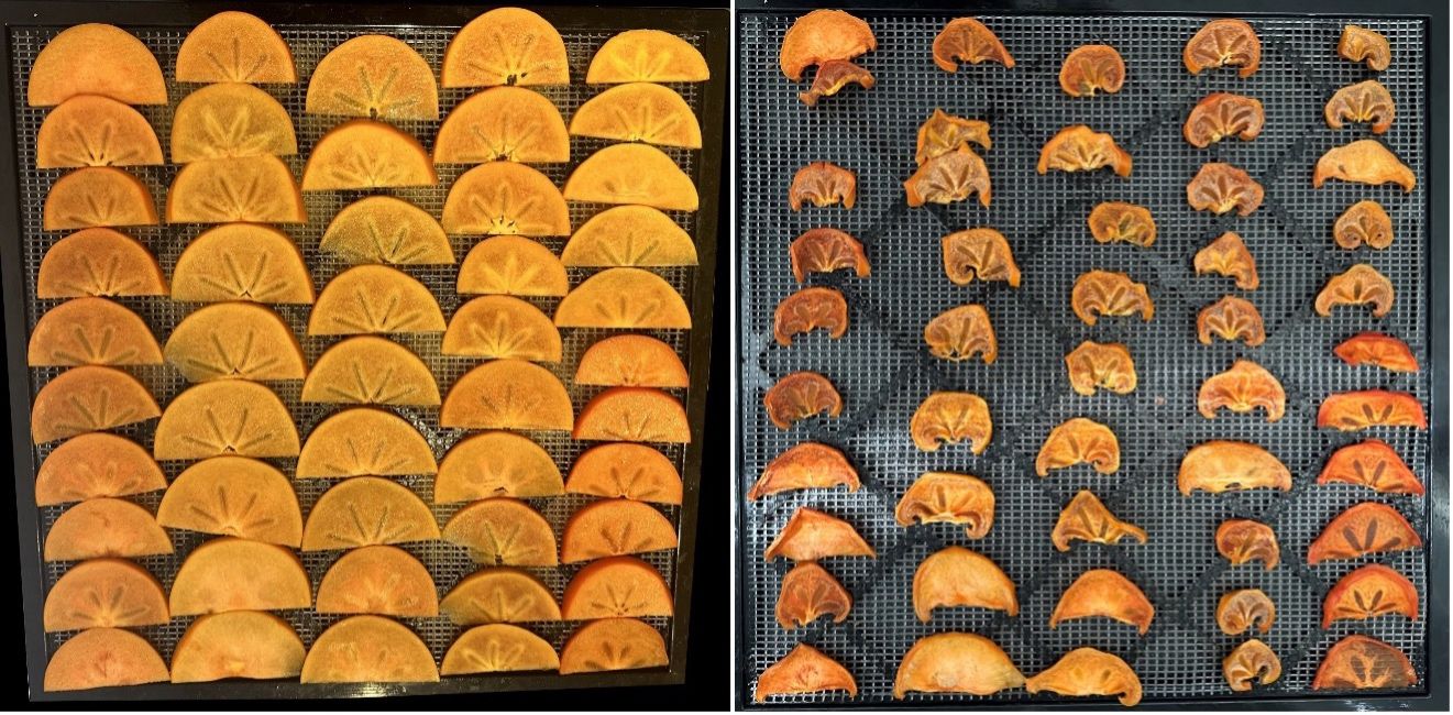 Fresh (left) and dehydrated (right) persimmon slices.