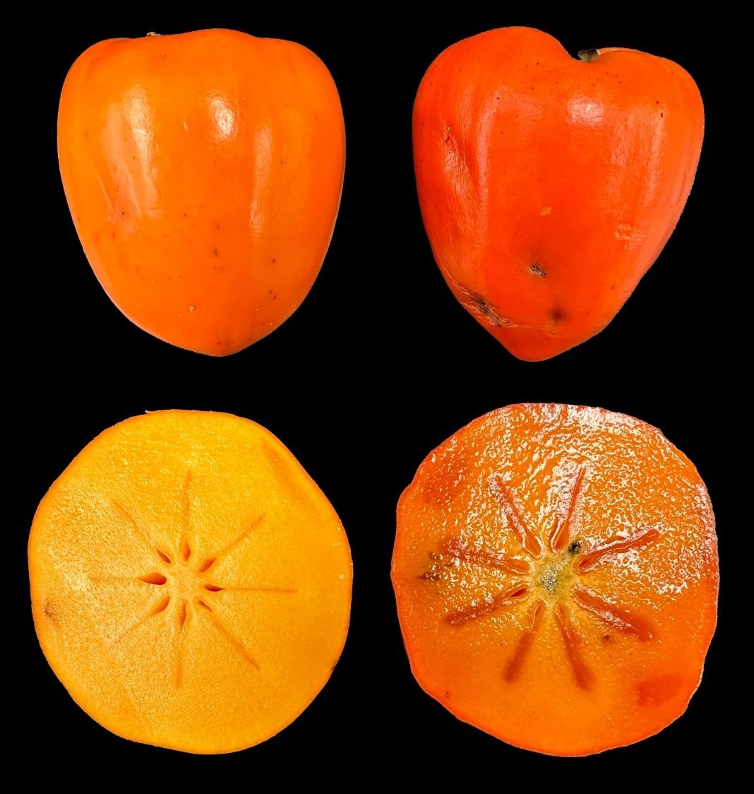 Intact (top) and cross-section (bottom) of astringent-type ‘Hachiya’ fruit at firm stage (left) and after ripening at room temperature to become non-astringent (right).