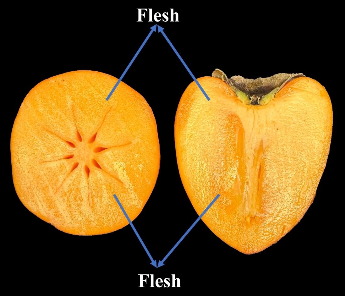 Condensed tannins accumulate in the flesh of ‘Hachiya’ persimmon fruit, shown in transverse (left) and longitudinal (right) views.