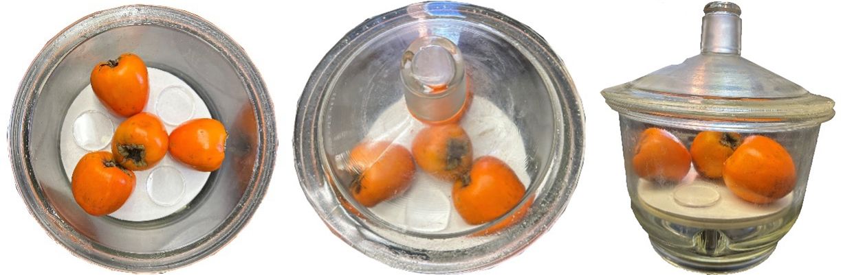 Deastringency of ‘Hachiya’ persimmon using ethanol vapor treatment.