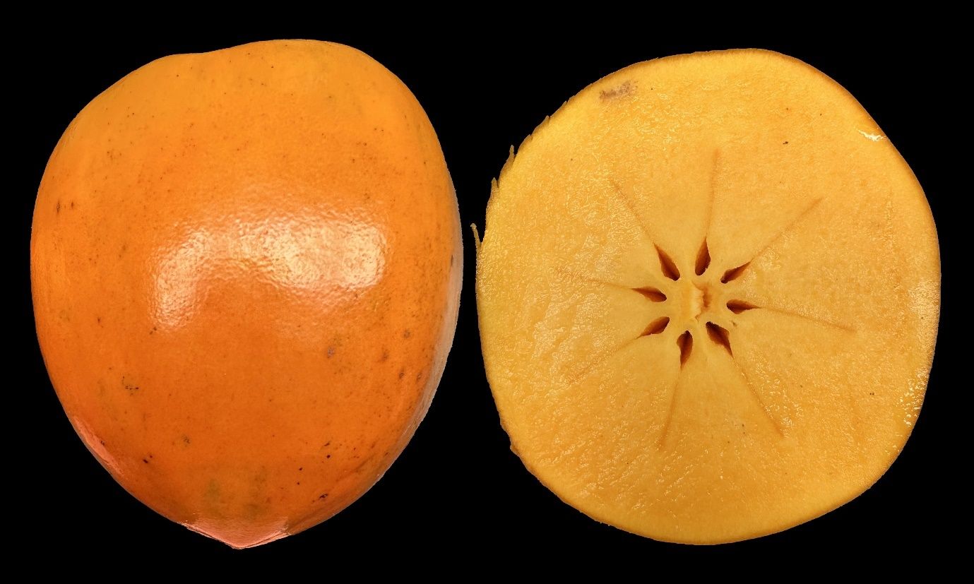 Intact and cross section of ‘Hachiya’ persimmon fruit at commercial harvest stage (firm).
