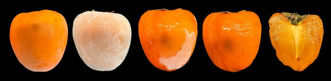 Sequence of images showing ‘Hachiya’ persimmon fruit frozen at -4°F (left) and defrosting at room temperature (middle) to fully thawed (right).