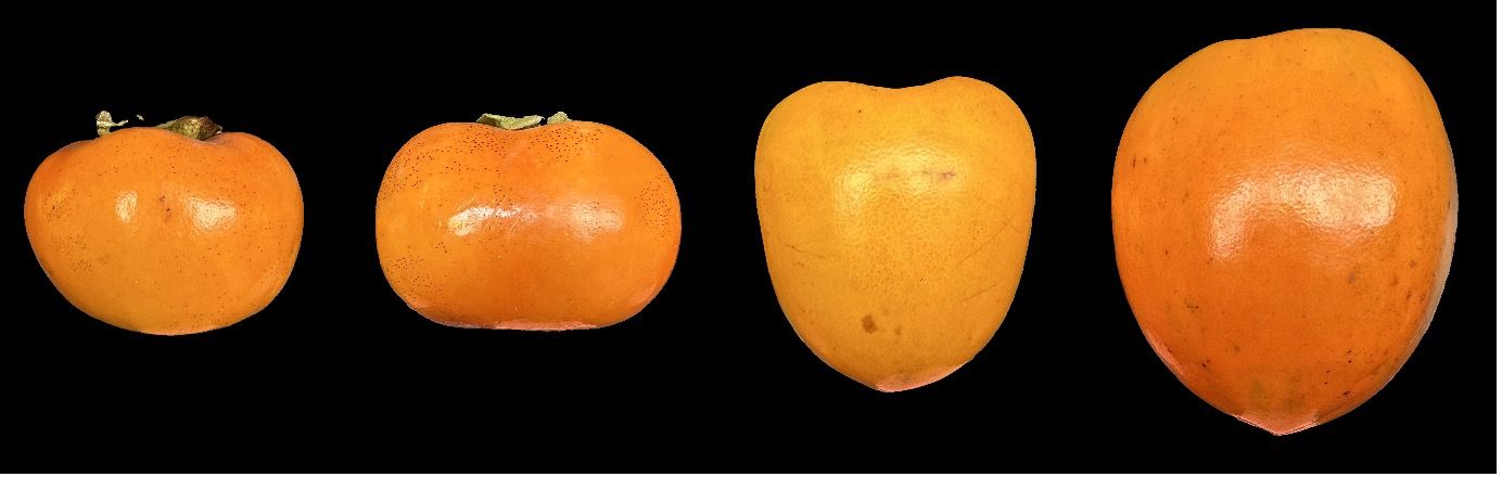 Common persimmon varieties. From left to right: ‘Fuyu’ and ‘Jiro’ (non-astringent); ‘Tanenashi’ and ‘Hachiya’ (astringent).