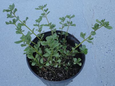 Containerized purslane plant ready to be harvested. 