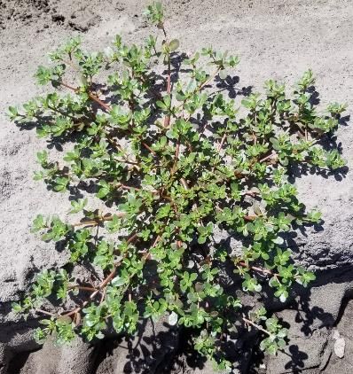 Purslane growing in a potato field at Hastings Agricultural Extension Center. 
