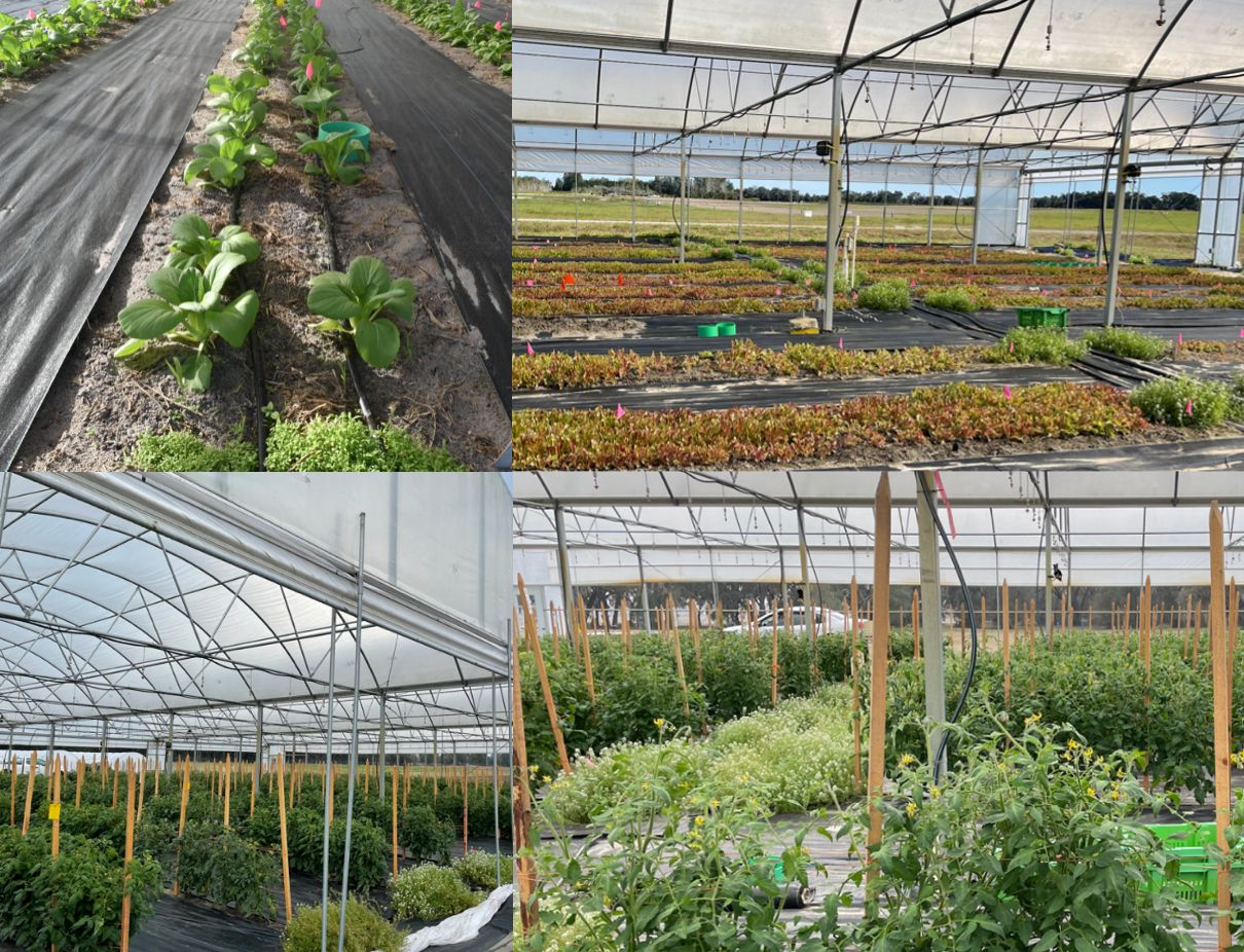 Sweet alyssum planted during the leafy green season in fall 2020 as a companion crop continued to thrive during the winter-spring tomato season (December 2020 to June 2021). This was in a high tunnel, organic production system located at the University of Florida Plant Science Research and Education Unit, Citra, Florida. Pac choi (top left) was transplanted in mid-September with sweet alyssum direct-seeded three days later. Sweet alyssum plants continued to flower during the next production season of baby leaf lettuce (top right) that was directly seeded after the pac choi harvest and extended during the subsequent season for tomatoes (bottom left and right). 