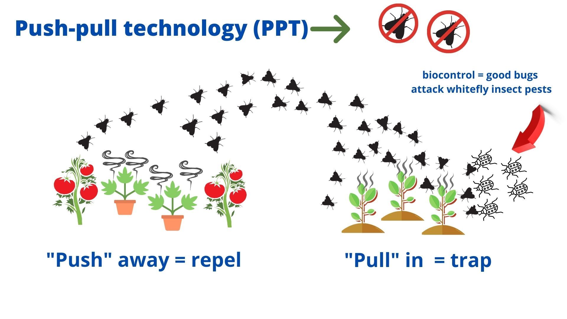 “Push-pull” technology and biological control of invasive whitefly insect pest. 