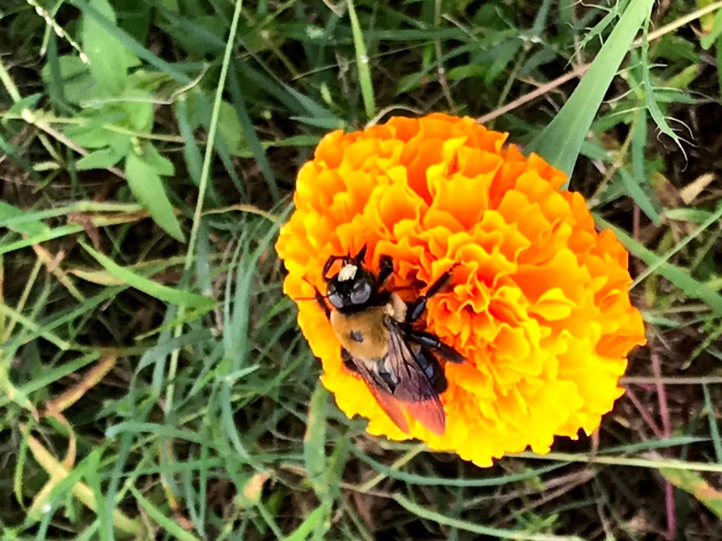 Native bee pollinator on a marigold flower planted along the sidewalls outside of an organically managed high tunnel at the University of Georgia Horticulture Farm, Tifton, Georgia. 