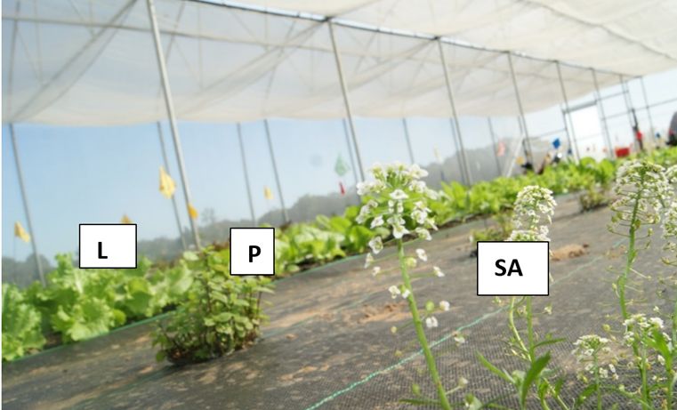 Companion plants in a leaf lettuce crop grown in a top-vented high tunnel at the Florida A&M University Research and Extension Center, Quincy, Florida. In the foreground, sweet alyssum (SA), followed by peppermint (P) and leaf lettuce (L) in the background. 