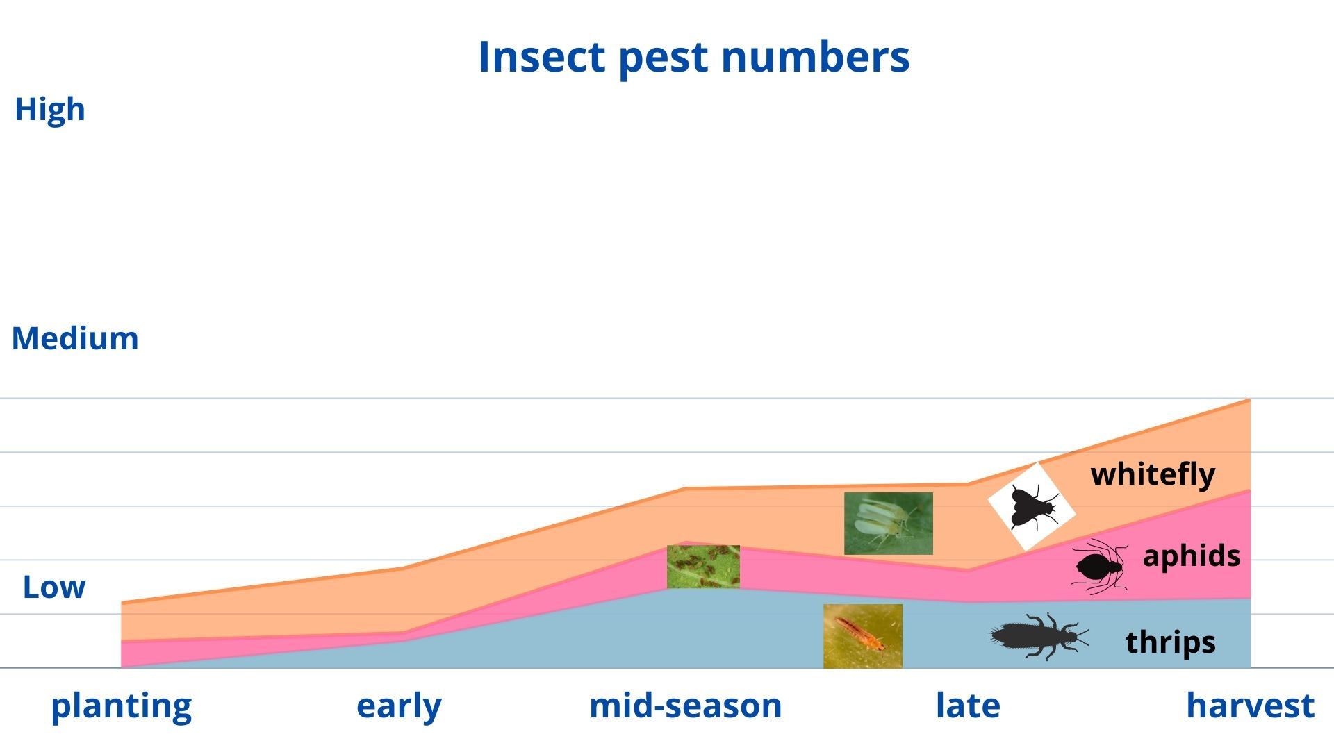 Insect population densities of major insect pests, sweetpotato whitefly, aphids, and thrips throughout the season in a tomato crop grown in a top-vented high tunnel in summer 2019 at the Florida A&M University Research and Extension Center, Quincy, Florida. 