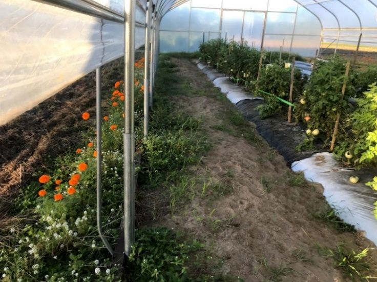 A tomato crop grown in an organically managed high tunnel with marigold and sweet alyssum planted outside along the sidewall of the high tunnel at the University of Georgia Horticulture Farm, Tifton, Georgia. 