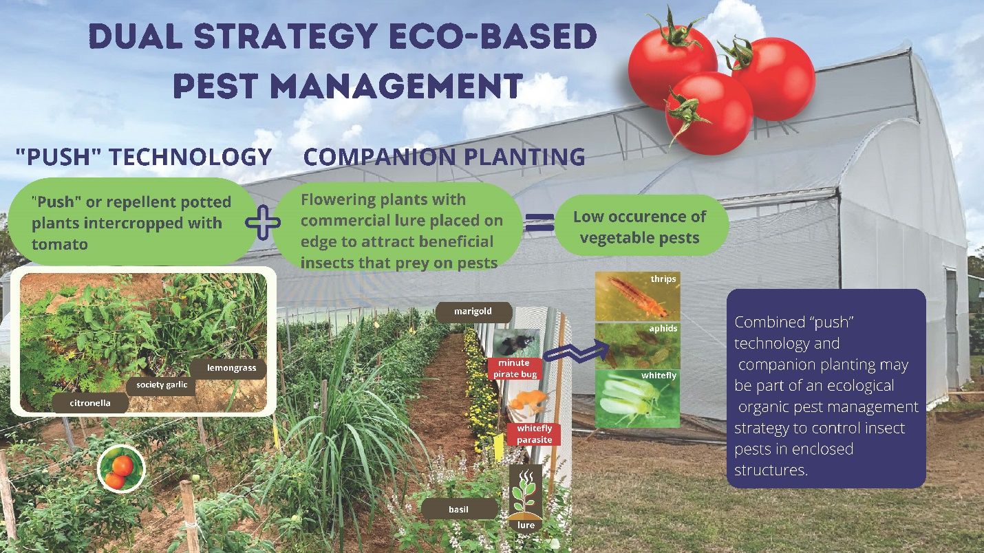 Dual strategy of “push” technology and companion planting in a tomato crop grown in a top-vented high tunnel in summer 2019 at the Florida A&M University Research and Extension Center, Quincy, FL. 