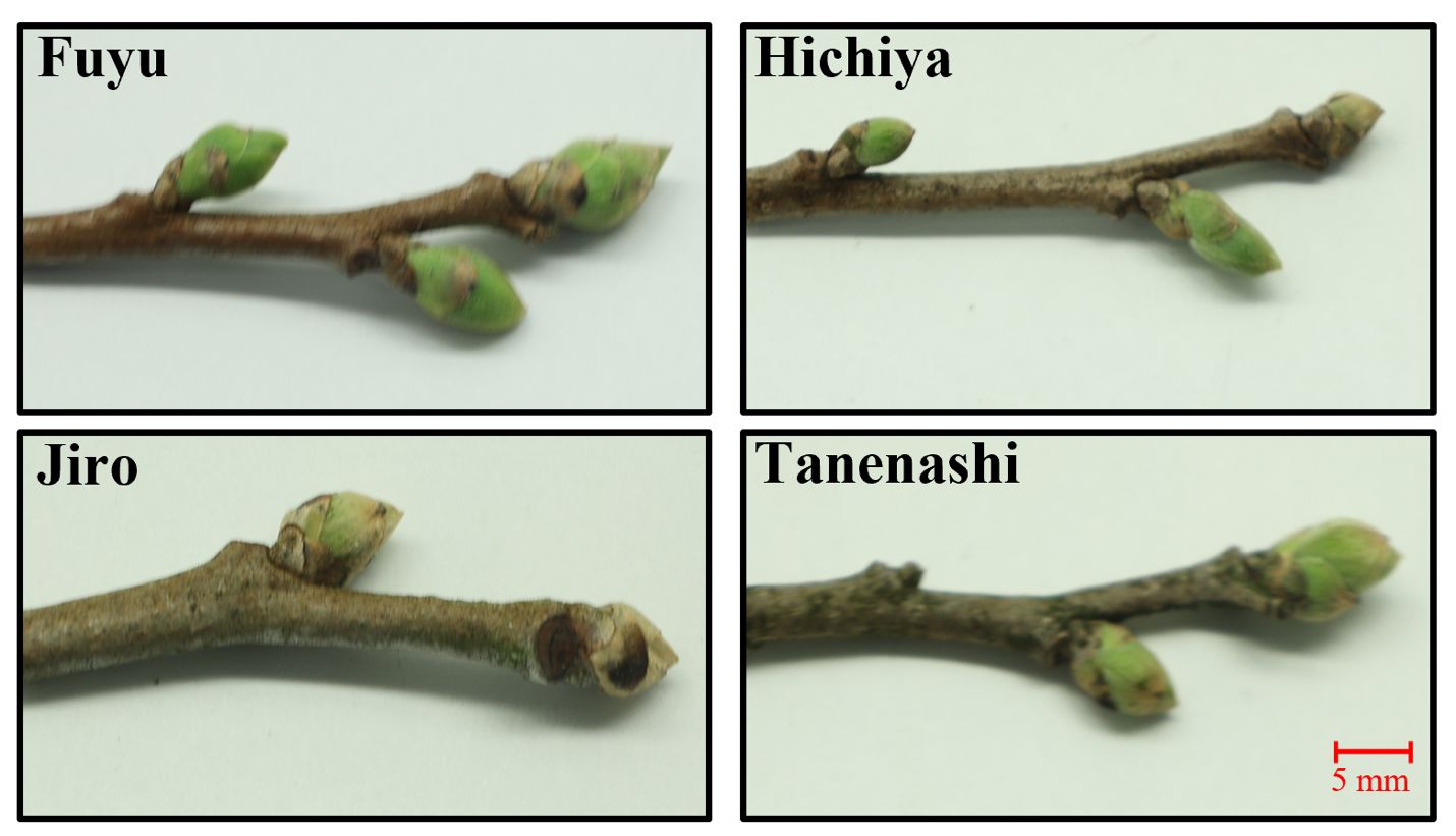 Bud swelling in four persimmon varieties grown in north Florida in early March.