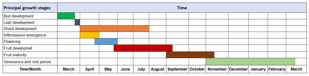 Schematic representation of time in the typical phenological growth stages and the dormancy period of persimmon varieties grown in north Florida.