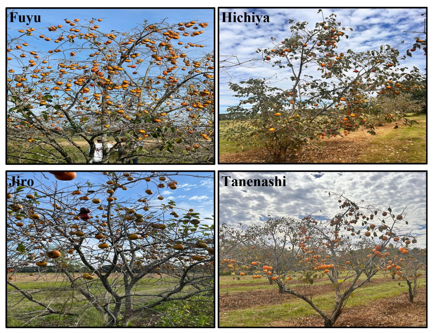 Mature fruit on trees of four persimmon varieties grown in north Florida in October.