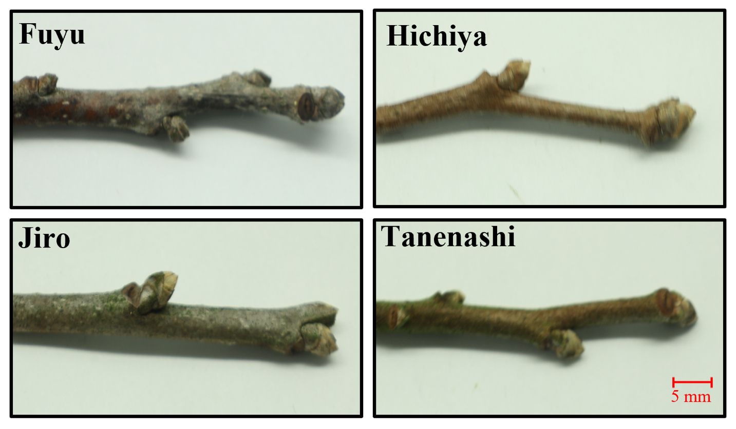 Dormancy period (dormant buds) of four persimmon varieties grown in north Florida from November to February.