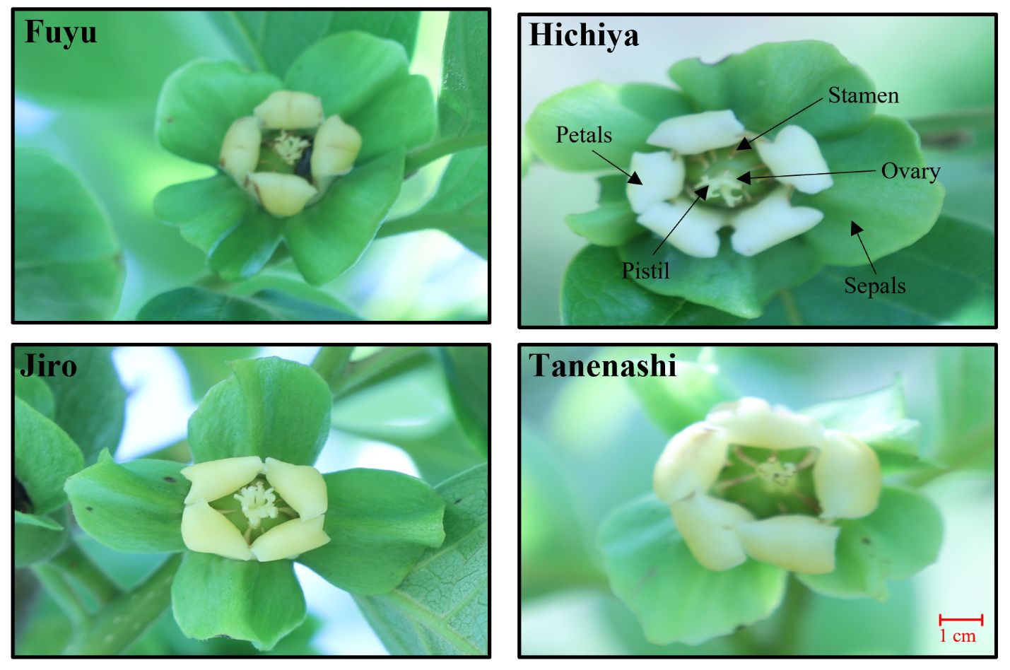 Flowering stage in four persimmon varieties grown in north Florida in the first week of May. At this stage, flowers are opened and light yellow. Different flowering parts, that is, the sepals, petals, stamen, pistil, and ovary, are also indicated for Hachiya.