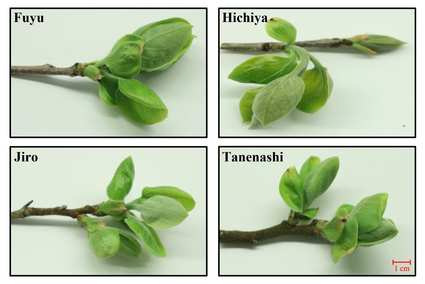 Bud break stage in four persimmon varieties grown in north Florida in the end of March. At this stage, the leaf tips elongate, and leaves are unfolded and expanded.