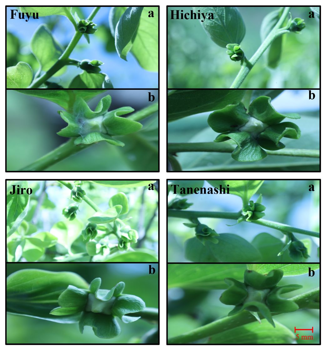 Flower emergence stage in four persimmon varieties grown in north Florida in the second week of April. In all four varieties, a) shows the flower emergence, in which stipules open and start swelling with green petal color, and b) shows the final emergence stage, where petal color begins to change from green to light yellow.