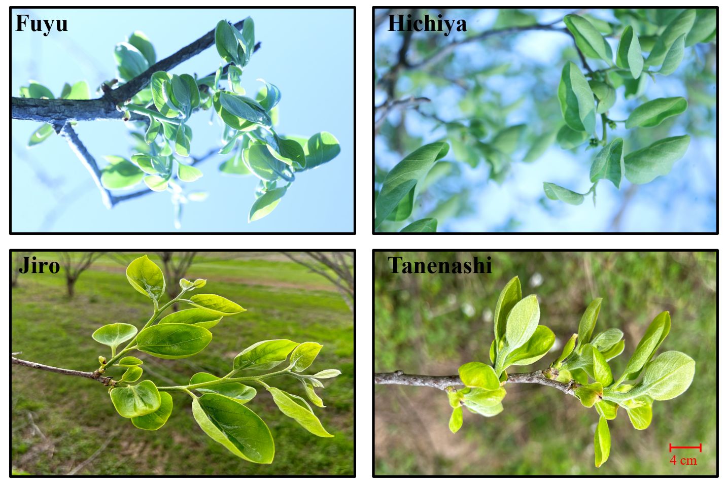 Shoot development stage in four varieties grown in north Florida in early April. At this stage, shoots initiate growth and turn light green.