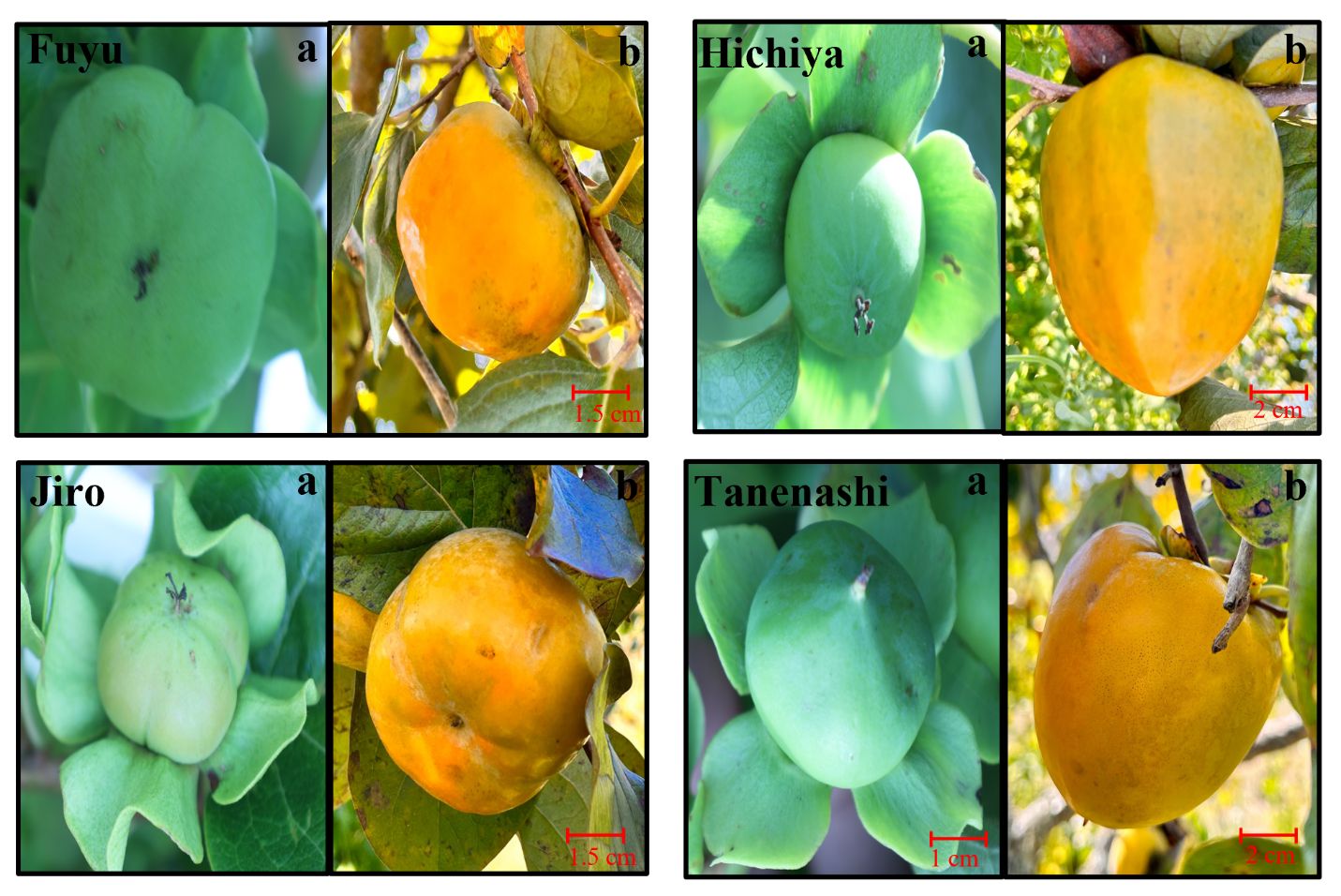 Fruit development and color change stages in four persimmon varieties grown in north Florida in May through June. In all four varieties, a) shows how the fruit develops gradually, and b) shows the color change as the fruit ripens in the final stage of maturity.