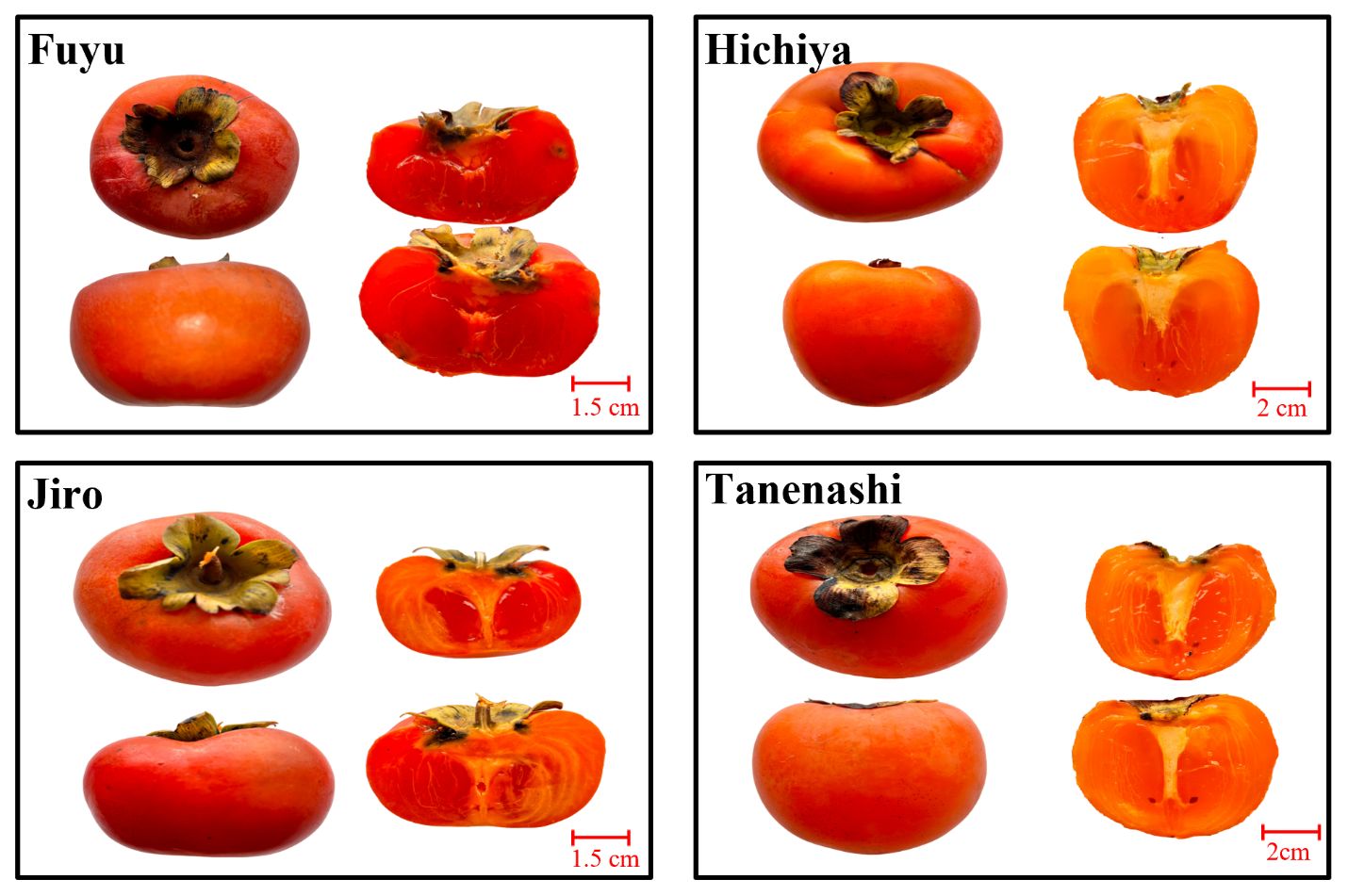 Fruit at full-ripe stage in four persimmon varieties grown in north Florida in mid-September. The fruit color change is complete and ready to harvest at this stage.