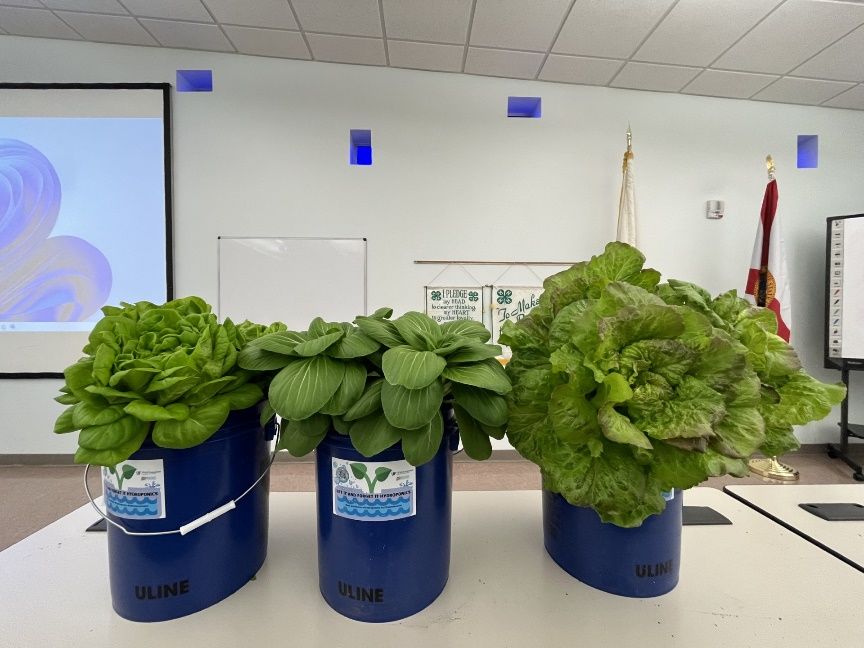 On a table, there are three small-to-medium-sized buckets with perky, freshly-grown, green heads and leaves of lettuce of different species growing out of the top so that they appear like vases of lettuce.