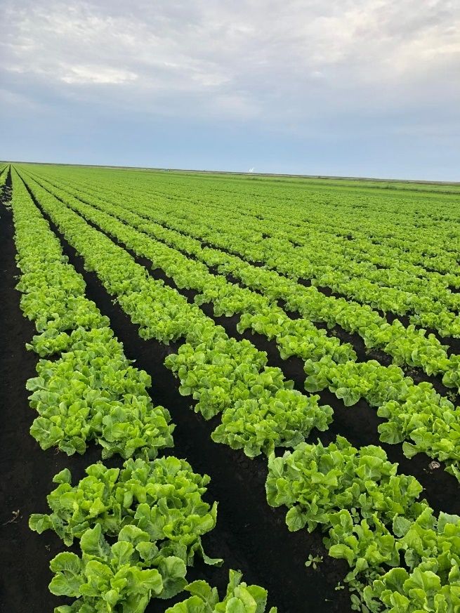 Endive field in the Everglades Agricultural Area in southern Florida cultivated in  rich, organic “muck” soils.