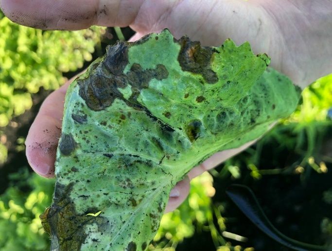 Escarole showing bacterial leaf spot, presumably caused by Pseudomonas spp.