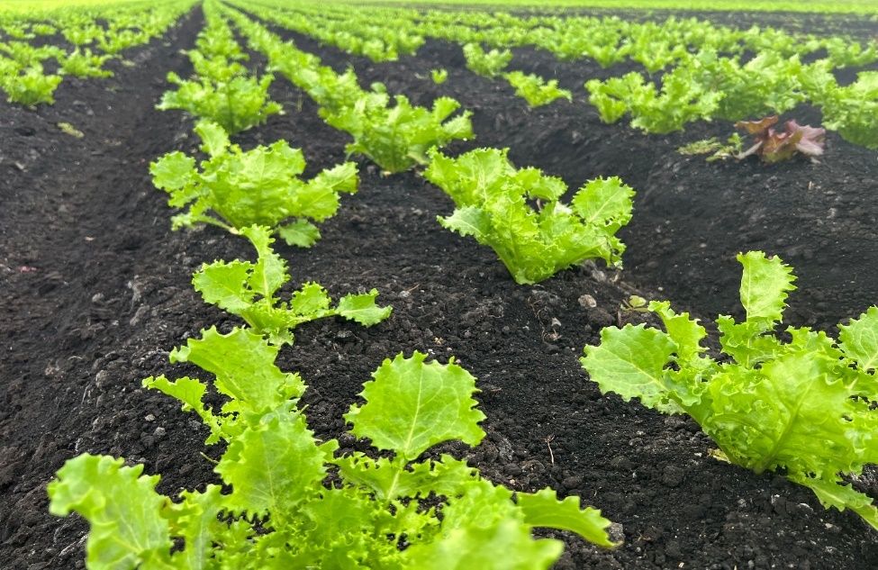 Escarole field in the Everglades Agricultural Area in southern Florida cultivated in  rich, organic “muck” soils.