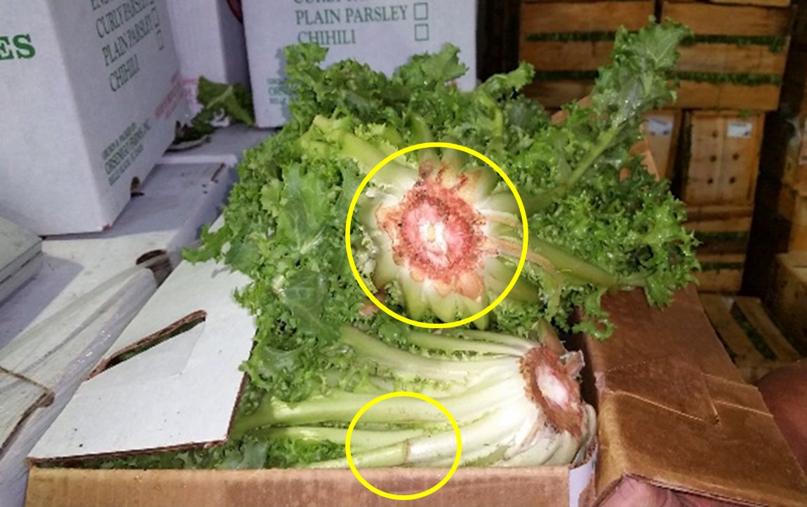 Pink rib disorder in packed escarole is evident on the cut-ends and at cracks in the stems (circled). 