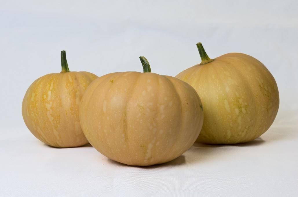 Three pumpkin-like gourd vegetables that have short brown cut stems and are pale orange to tan in color. 