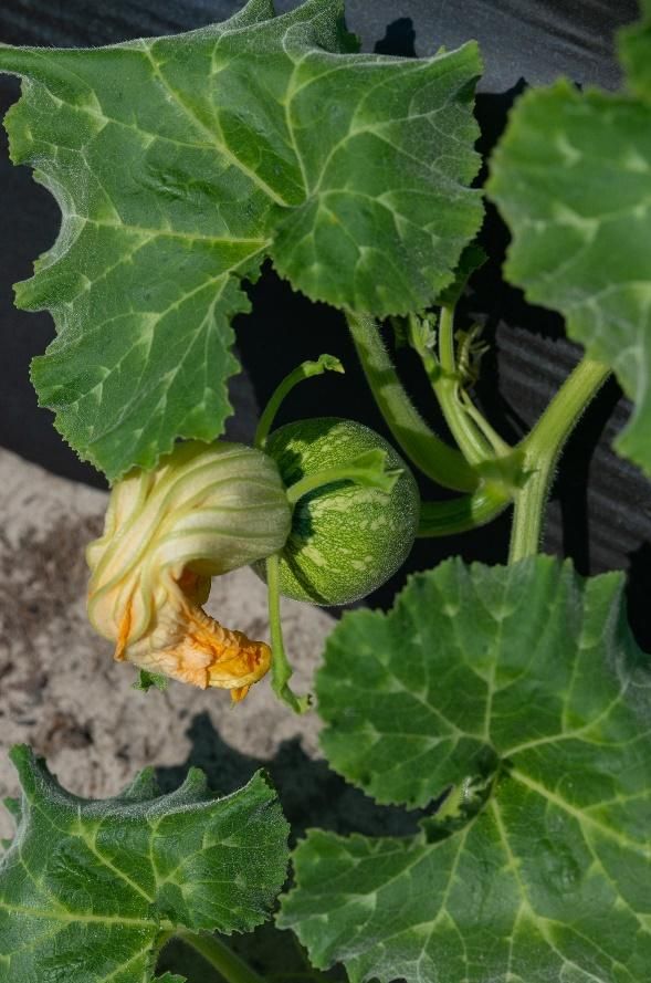 Growing from a vining plant with bio leaves is a small, green, spherical fruiting body with a wilted yellow flower sprouting out of its top center.