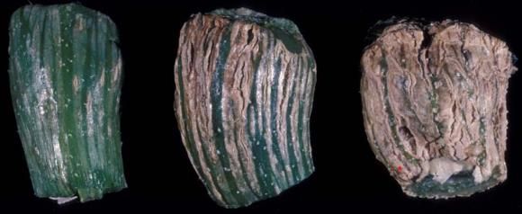 Comparison of stems (one through three) at three stages of stem corking. The first stem starts with a greenish tint and a woody grain that are straight, verticla lines. The second has less green tint and more curvature to the stem shape and woody grain. The third has a squarish shape with rounded edges, little to no green tint, and no pattern in the woody grain. 