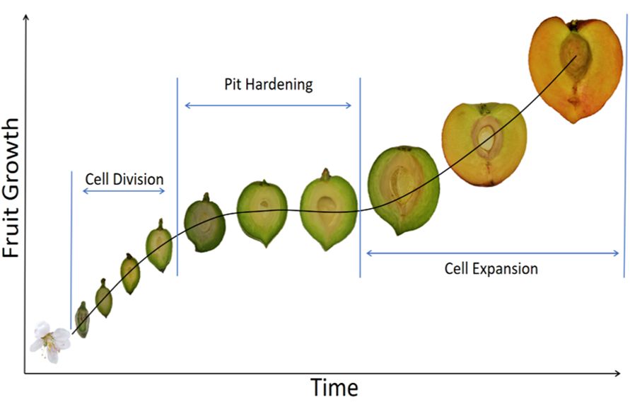 Illustrative chart of fruit growth over time, where growth rapidly increases during cell division, then slowly and slightly increases during pit hardening, and finally rapidly increases again during cell expansion.