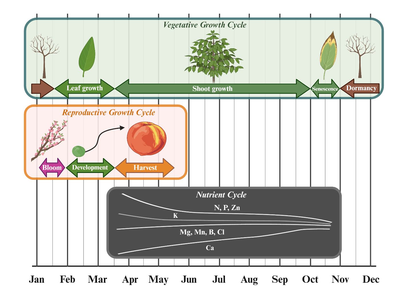 Growth cycle of peach tree diagram: vegetative cycle is dormant from around November through mid-January, has leaf growth until mid-March, has shoot growth until October, and then has senescence until November, and repeat; reproductive growth begins with bloom around January until around February, then development until mid-March, and finally harvest from mid-March until mid-May; and nutrient cycle varies from around March until November.