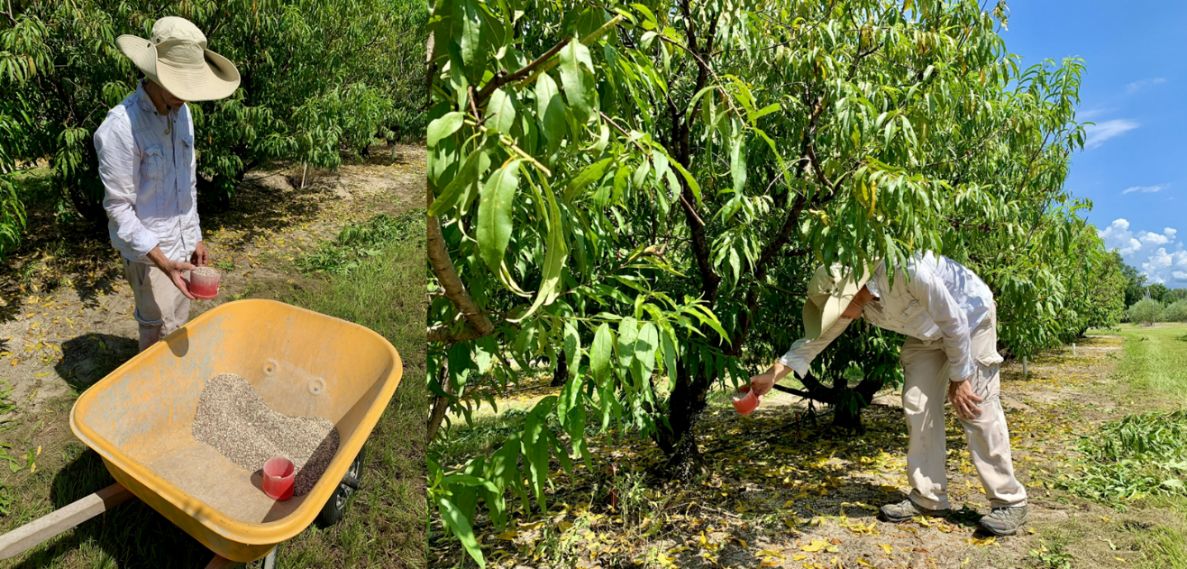 Person on the left scoops granular fertilizer from a wheelbarrow, and on the right, this person sprinkles the fertilizer over the soil at the base of a peach tree under its canopy.