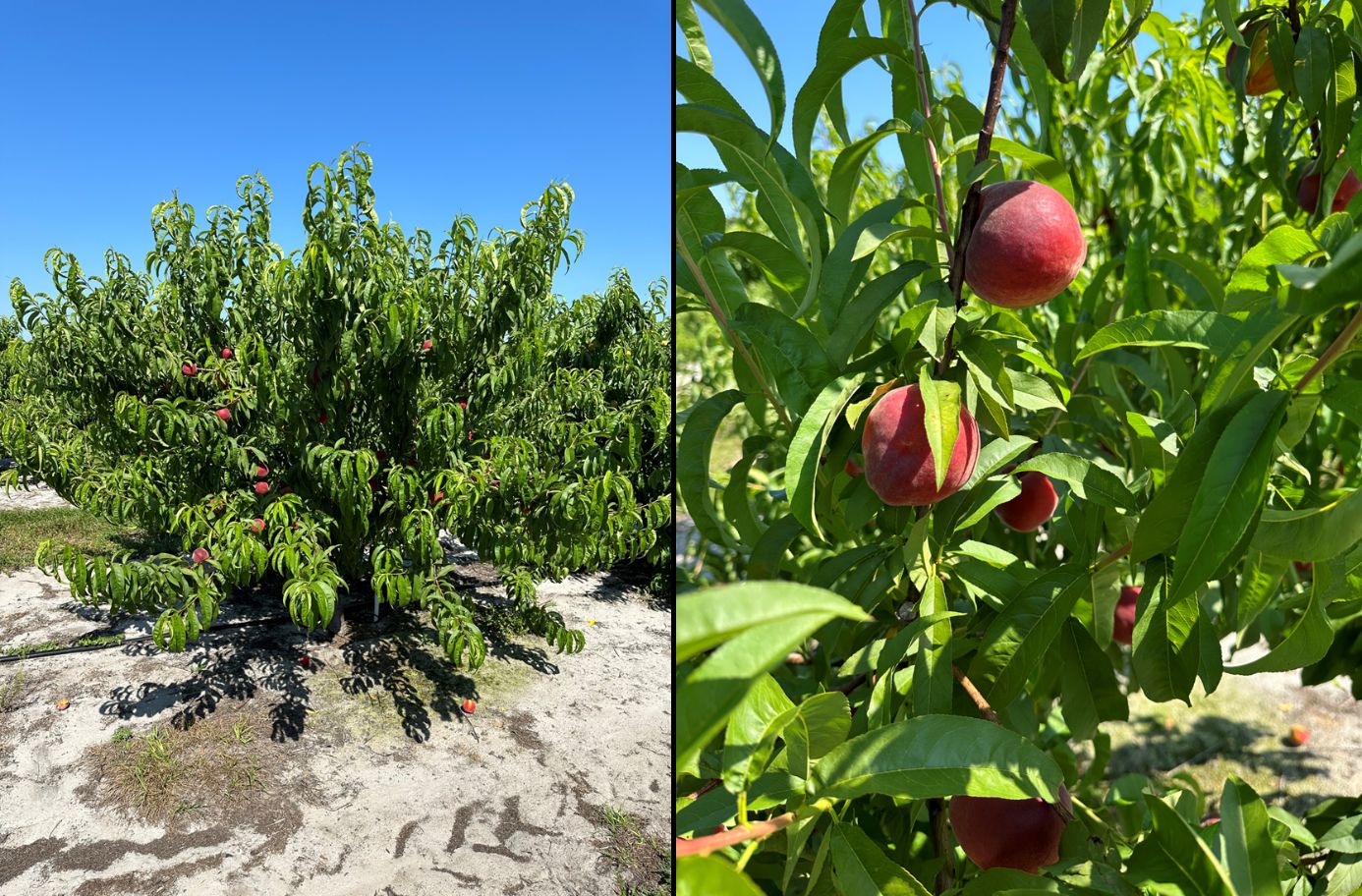 (Left) Healthy peach tree with vigorous growth planted in a field with sandy soil; (right) close-up of red peach fruit on that tree.