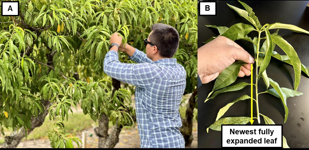 Person in A tears or cuts some leaves off a peach tree for sampling; B is a close-up of the sample, which is a stem holding several evenly spaced, unfolded, green leaves with some tiny yellow spots.