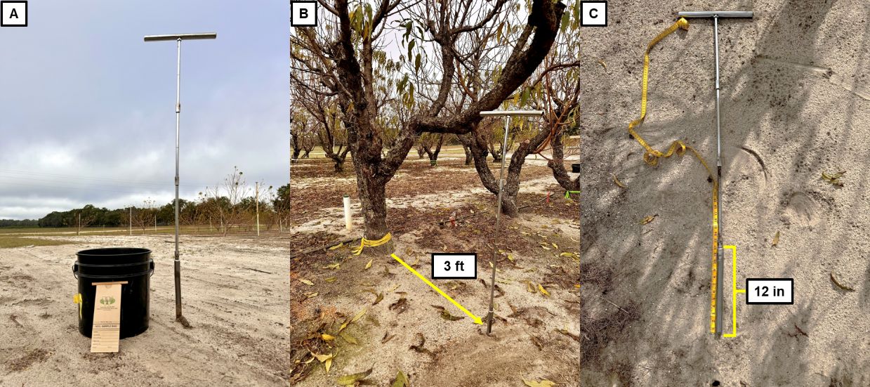A has a labeled bucket on the left and a long, skinny, metal, T-shaped tool on the right; B shows the tool with handles at the top sticking upward out of the soil and marks it at 3 feet away from a dormant peach tree; C labels the bottom half of the T-shaped tool that should go under soil as 12 inches long.