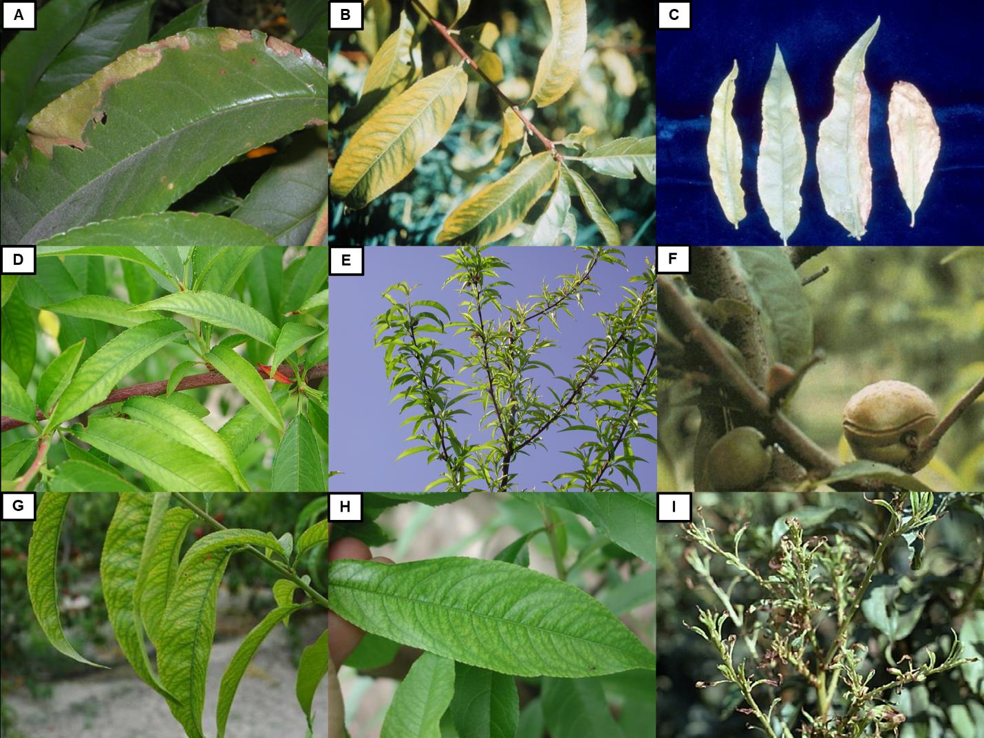 Leaf in A is mostly green with yellow and brown splotches spreading from the margins; B shows yellowish-green color of leaves with wrinkling at the veins; C shows four wrinkled and ruffled, yellow-green-whitish leaves; leaves in D and E have slight color lightening; F shows branch of tree with few leaves and malformed peach fruit; G shows weak, wilted, and droopy leaves with wrinkled veins; H also has leaves with wrinkled veins but less drooping; and I shows empty stems with discontinued growth of leaves or fruit.