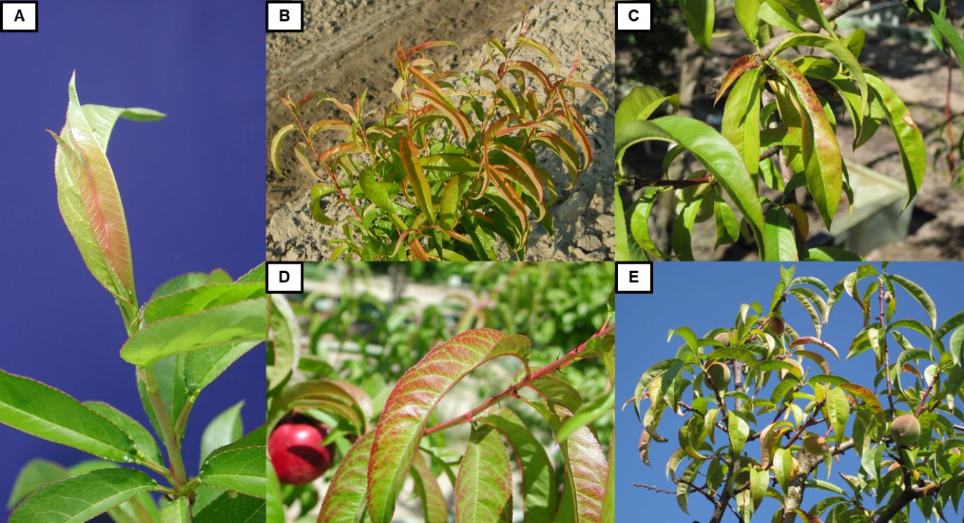 Five close-ups of peach tree leaves that are mostly light green with some pink and reddish blotches along the margins, along the veins, on stems, and on one-half of the leaf.