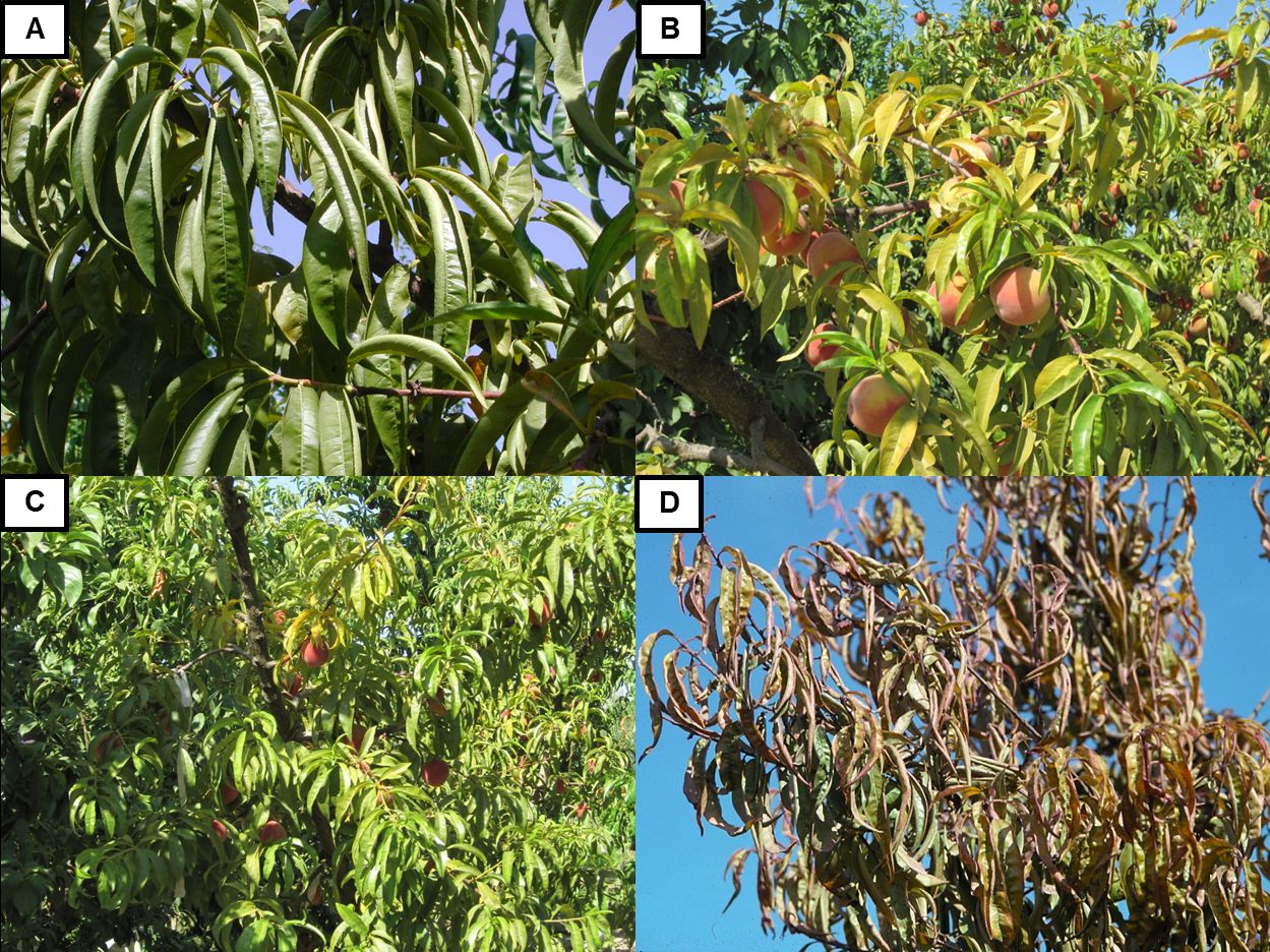 A and D are fruitless peach trees with green or brownish-green leaves that are wrinkling, ruffling, and curling inward from the margins; B and C are trees with light colored peach fruit and yellowing leaves.